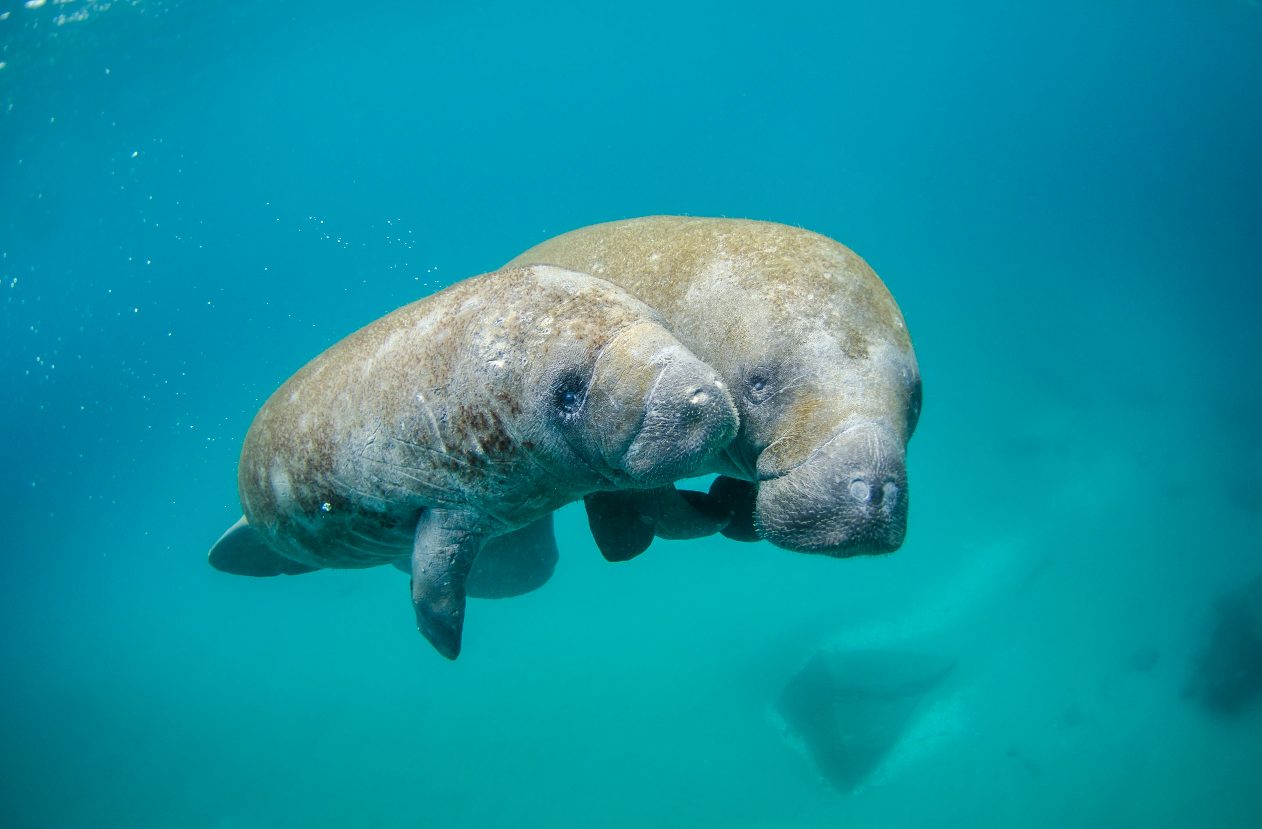 Mother manatee and calf swimming out of the inlet.